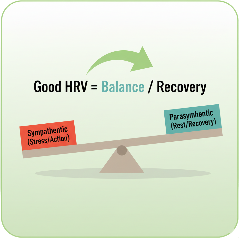 Autonomic Nervous System balance illustration